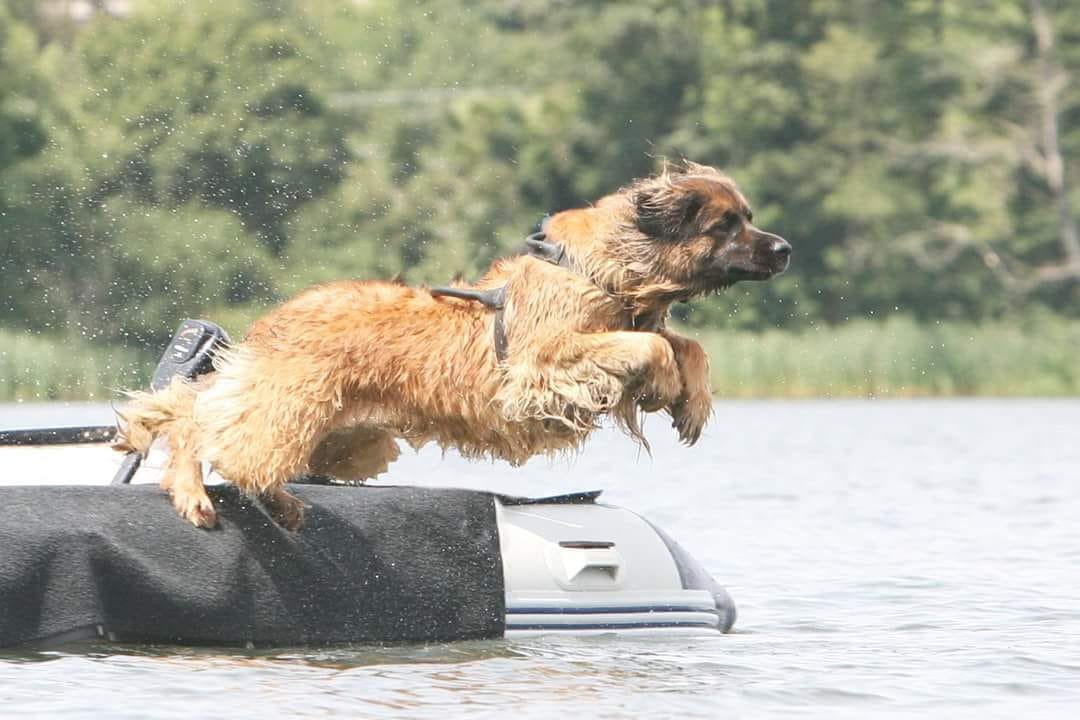 Leonberger towing three people to shore