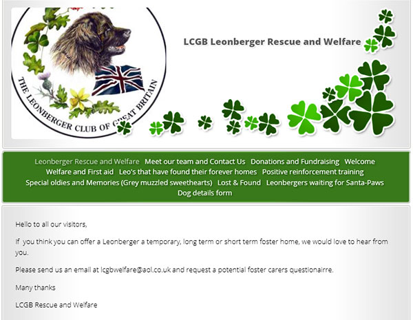 Leonberger needs best sale rehoming