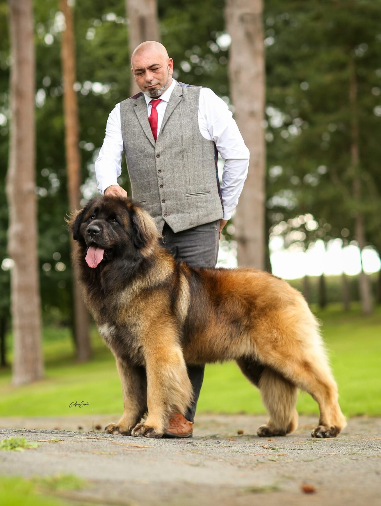 Ch. Corleone Navigator at Kalizmar - Breed Record Holder with 29 CCs