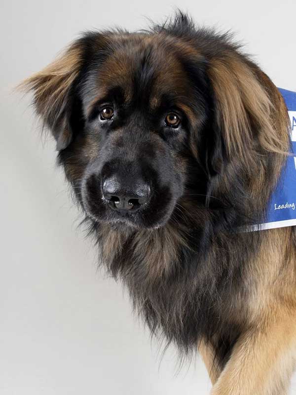 Leonberger head