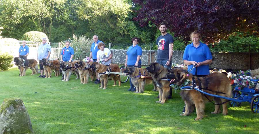 Line-up of Leonbergers in harness ready to pull carts