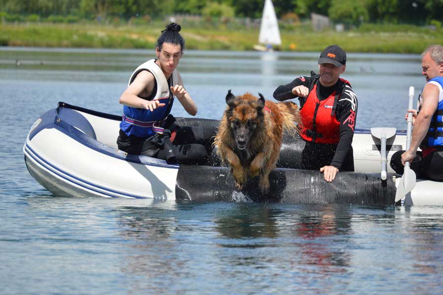 Leonberger leaping from a boat in training