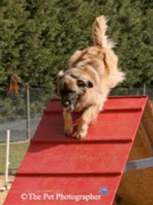 agility Leonberger agility