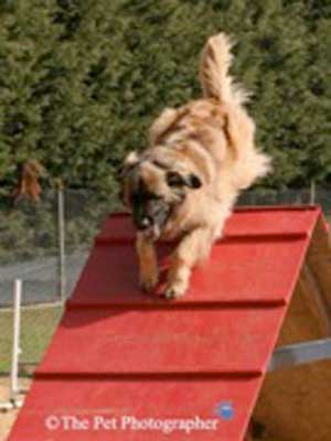 Leonberger agility