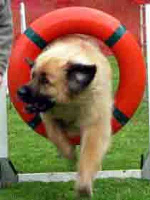 Leonberger agility