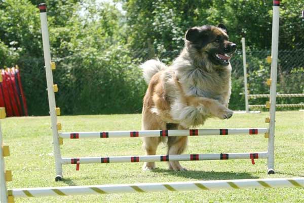 agility jumping