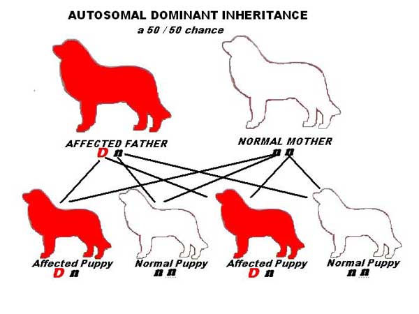 Autosomal Dominant - Carrier to Clear