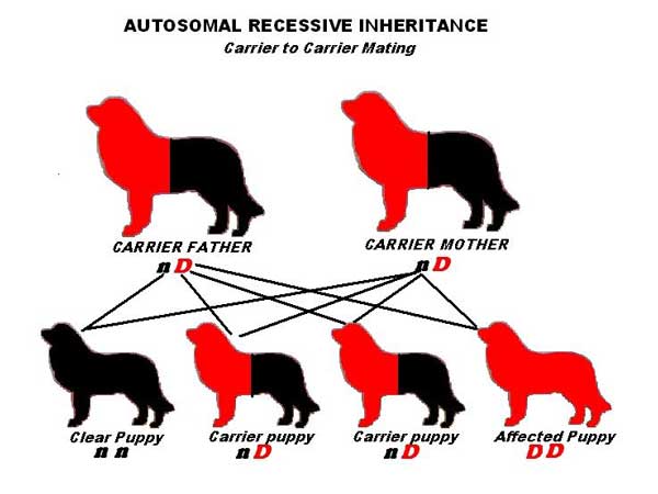 Autosomal Recessive inheritance - Carrier to Carrier