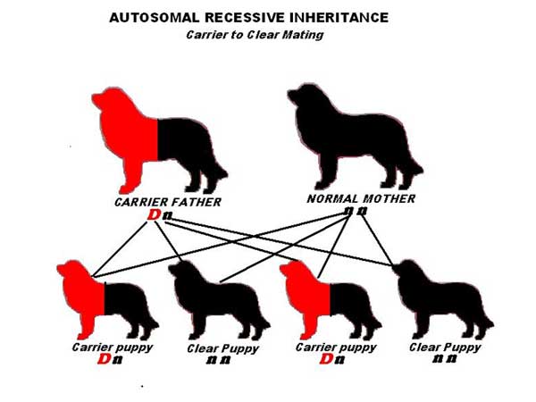 Autosomal Recessive inheritance - Carrier to Clear