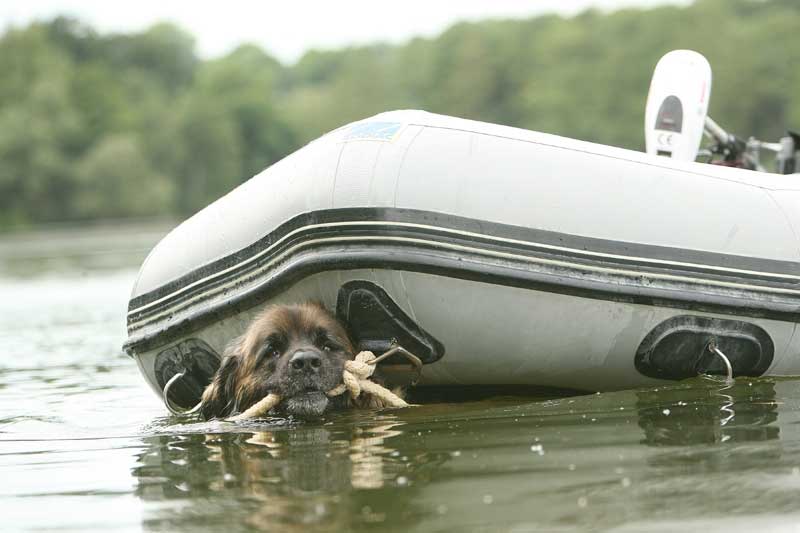 boat tow Leonberger towing a boat