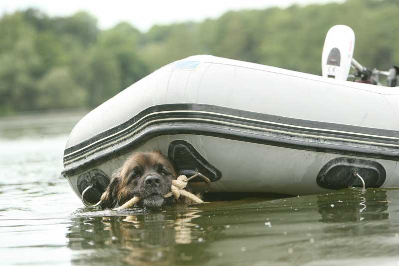 Leonberger towing a boat