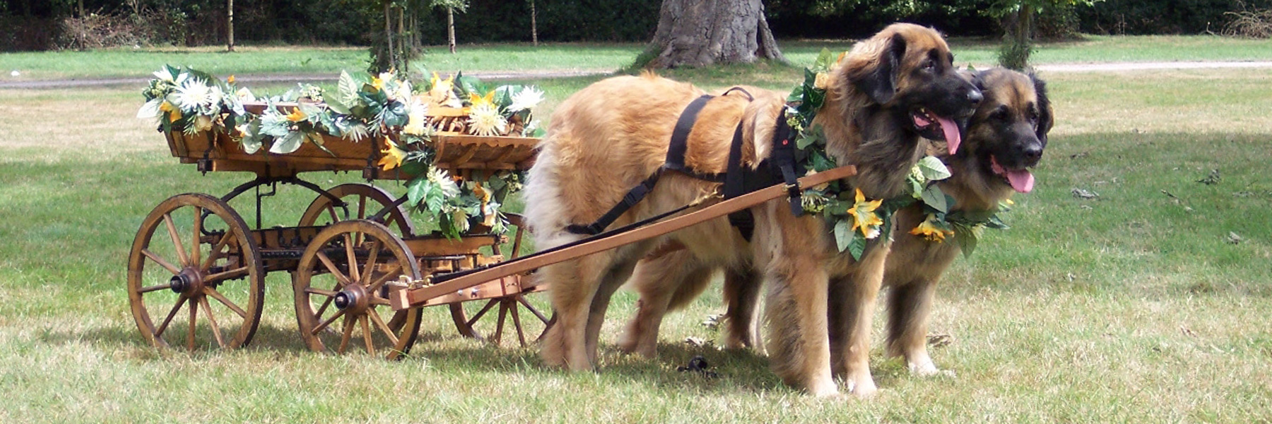 Dog cart