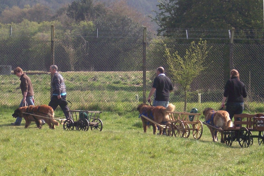 Leonbergers participating in Draught Work