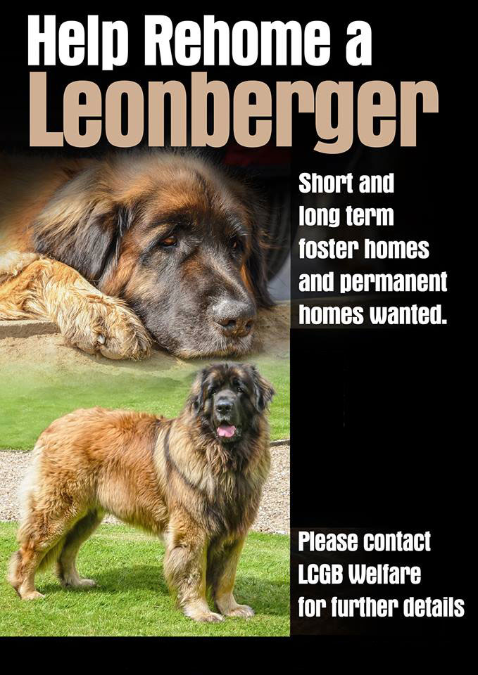 help rehome a Leonberger