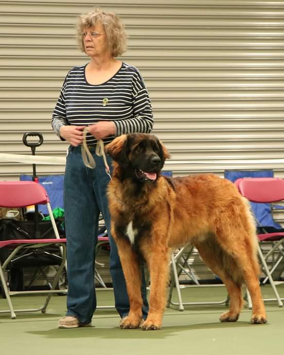Leonberger leaping from a boat in training