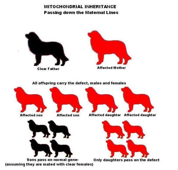 Mitochondrial inheritance diagram