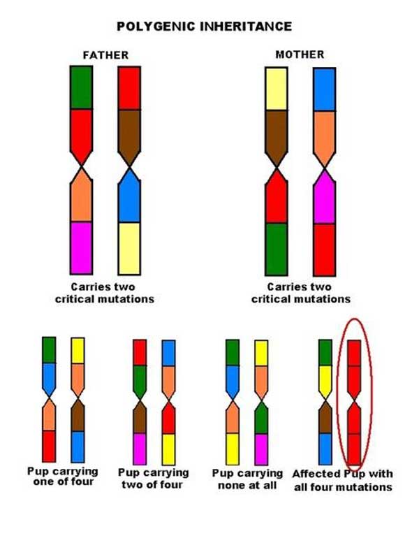 Polygenic inheritance diagram