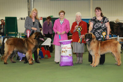 2015 Championship Show - Best Puppy Dog (left) and Best Puppy Bitch / BPiS (right)