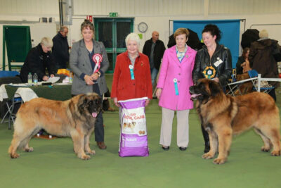 2015 Championship Show - Best Veteran Bitch (left) and Best Veteran Dog / BViS (right)