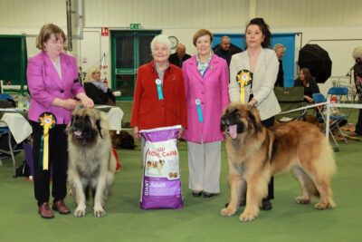 2015 Championship Show - Reserve Bitch CC (left) and Bitch CC (right)