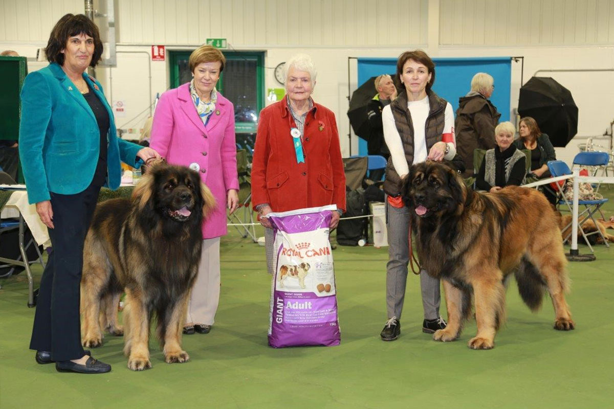 2015 Championship Show - Reserve BIS (left} and BIS (right)
