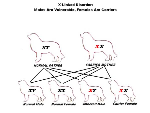 X-linked inheritance diagram