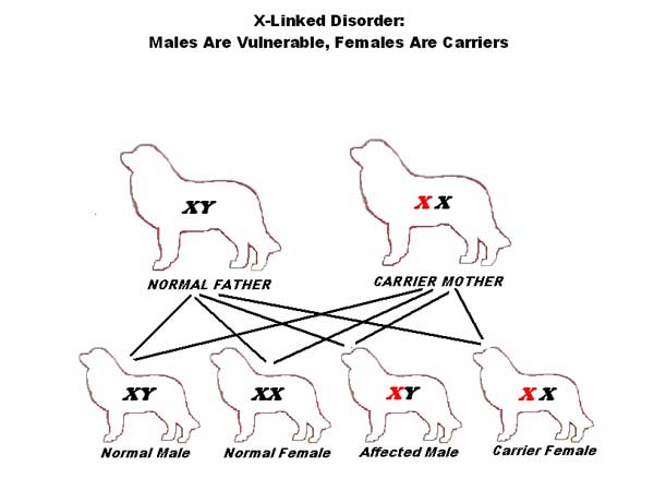 X-linked inheritance X-linked inheritance diagram